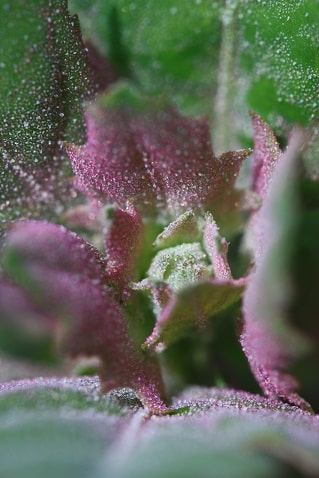 Chenopodium album - Chénopode blanc