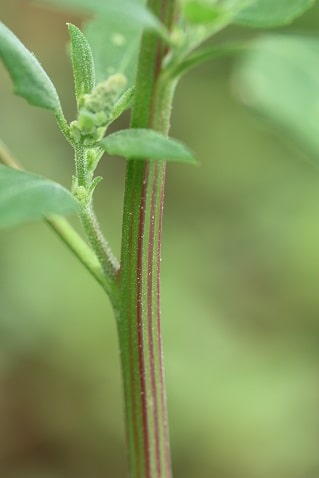 Chenopodium album - Chénopode blanc