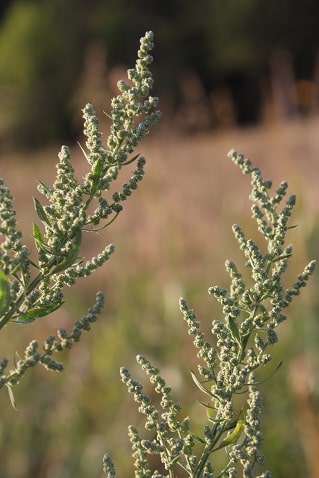 Chenopodium album - Chénopode blanc
