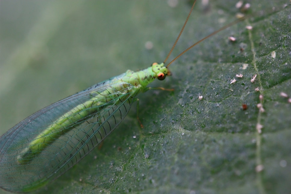 Chrysopa formosa - Chrysope formosa