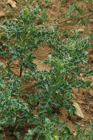 Circium arvense - Cirse des champs