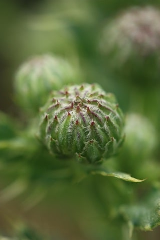 Circium arvense - Cirse des champs