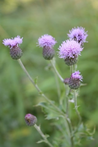 Circium arvense - Cirse des champs