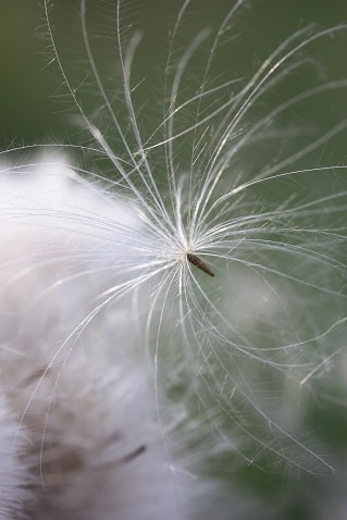 Circium arvense - Cirse des champs