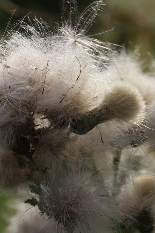 Circium arvense - Cirse des champs