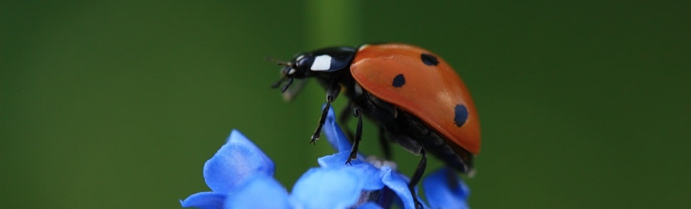 Coccinella septempunctata - Coccinelle à 7 points