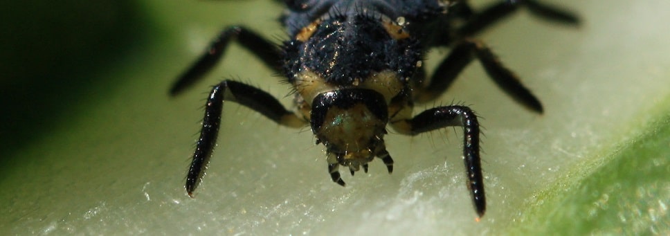 Coccinella septempunctata larve - Coccinelle à 7 points larve