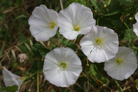 Convolvulus arvensis - Liseron des champs