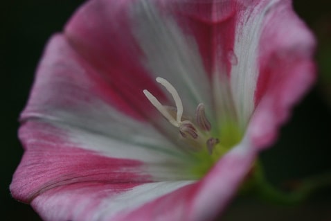 Convolvulus arvensis - Liseron des champs