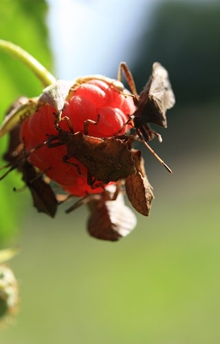 Coreus marginatus - Syromaste marginé