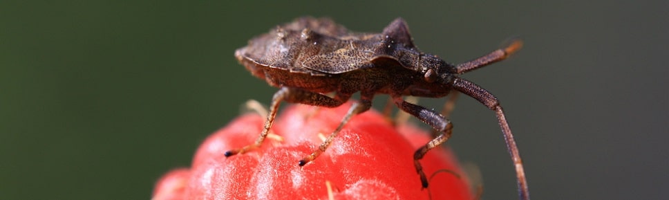 Coreus marginatus - Syromaste marginé