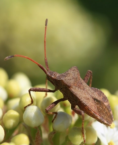 Coreus marginatus - Syromaste marginé