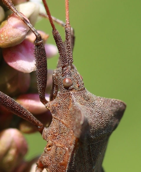 Coreus marginatus - Syromaste marginé