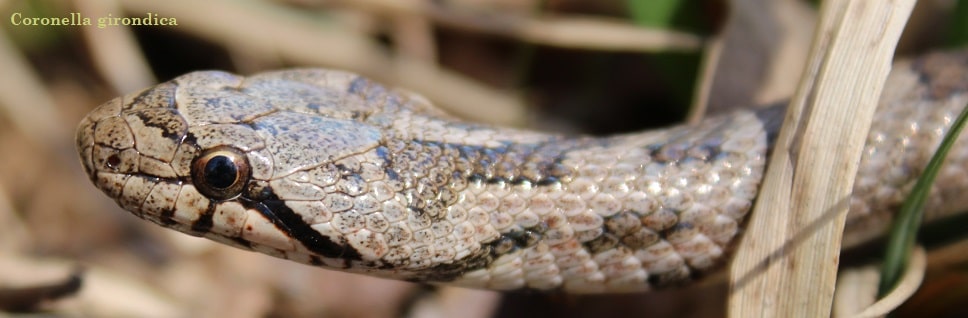 Coronelle girondine - Coronella girondica