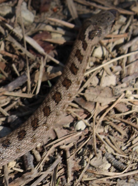 Coronelle girondine - Coronella girondica