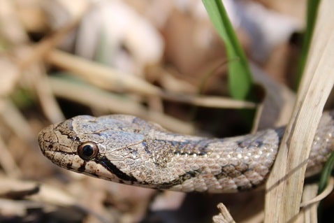 Coronelle girondine - Coronella girondica