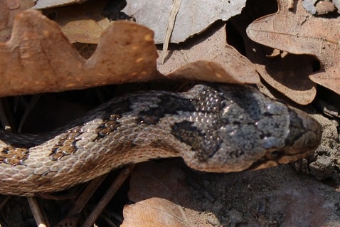 Coronelle girondine - Coronella girondica
