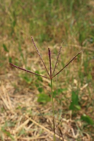 Cynodon dactylon - Chiendent