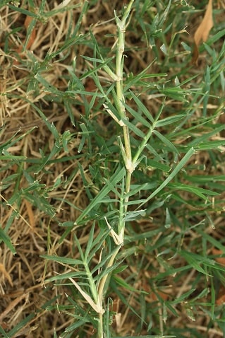 Cynodon dactylon - Chiendent