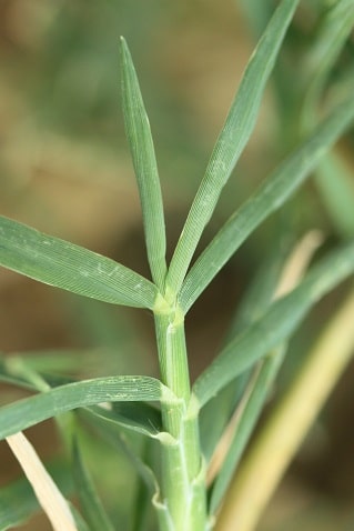 Cynodon dactylon - Chiendent