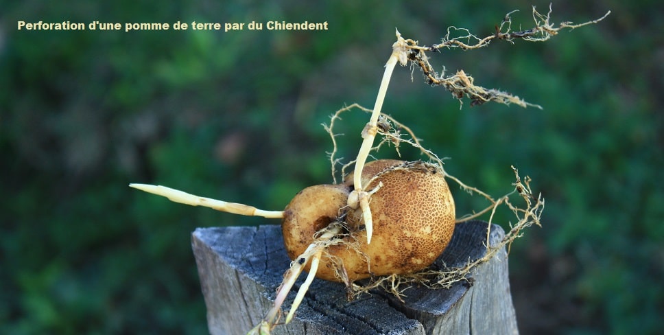 Cynodon dactylon - Chiendent