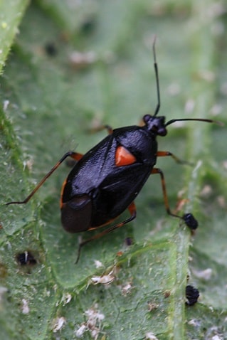 Deraeocoris ribauti