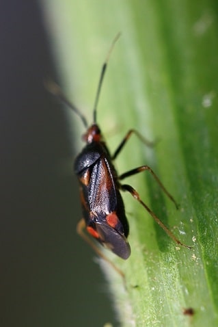 Deraeocoris ruber