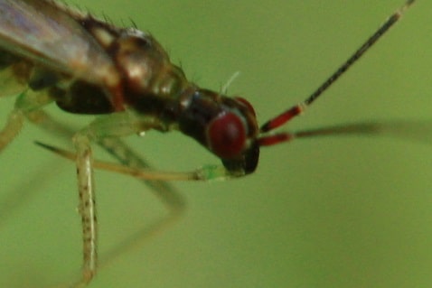 Dicyphus errans