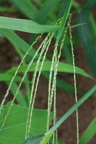 Digitaria sanguinalis - Digitaire