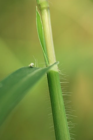 Digitaria sanguinalis - Digitaire