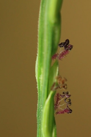 Digitaria sanguinalis - Digitaire