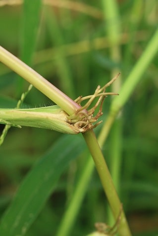 Digitaria sanguinalis - Digitaire