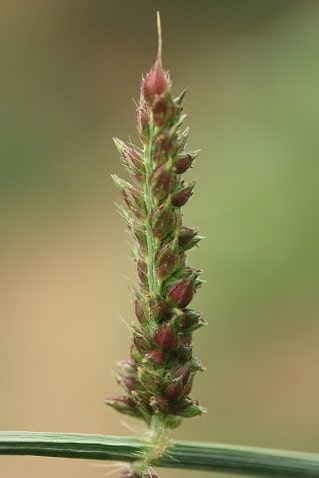 Pied de coq - Echinochloa crus-galli