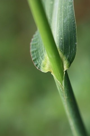 Pied de coq - Echinochloa crus-galli