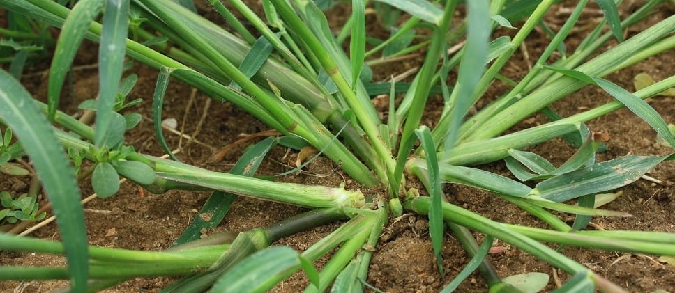 Pied de coq - Echinochloa crus-galli