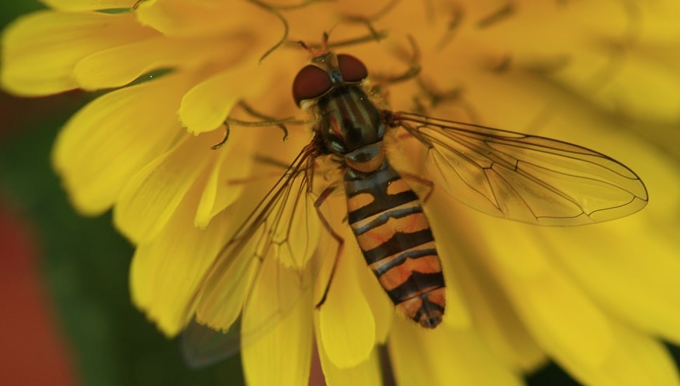 Episyrphus balteatus - Syrphe ceinturé