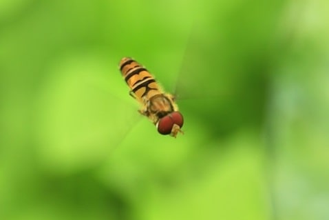 Episyrphus balteatus - Syrphe ceinturé