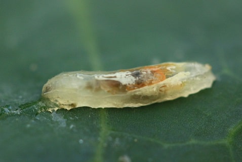 Episyrphus balteatus - Syrphe ceinturé