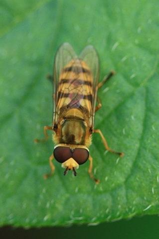 Eupeodes corollae - Syrphe des corolles