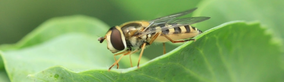 Eupeodes corollae - Syrphe des corolles