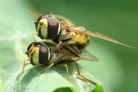 Eupeodes luniger - Syrphe luniger