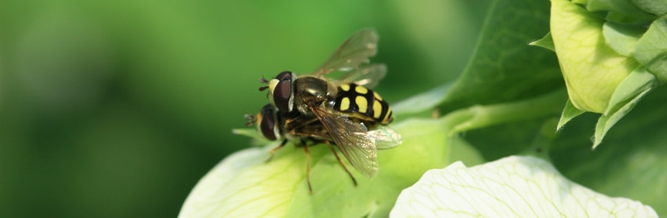 Eupeodes luniger - Syrphe luniger