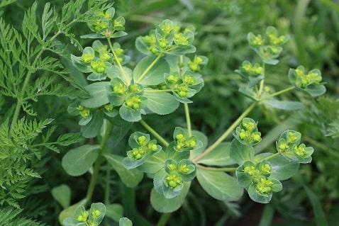 Euphorbia helioscopia - Mélitte