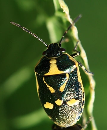 Eurydema oleracea - Punaise potagère