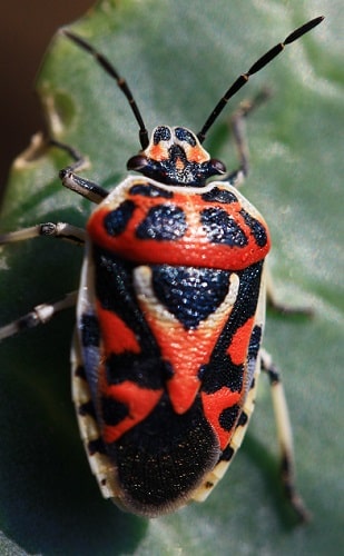 Eurydema ornata - Punaise ornée