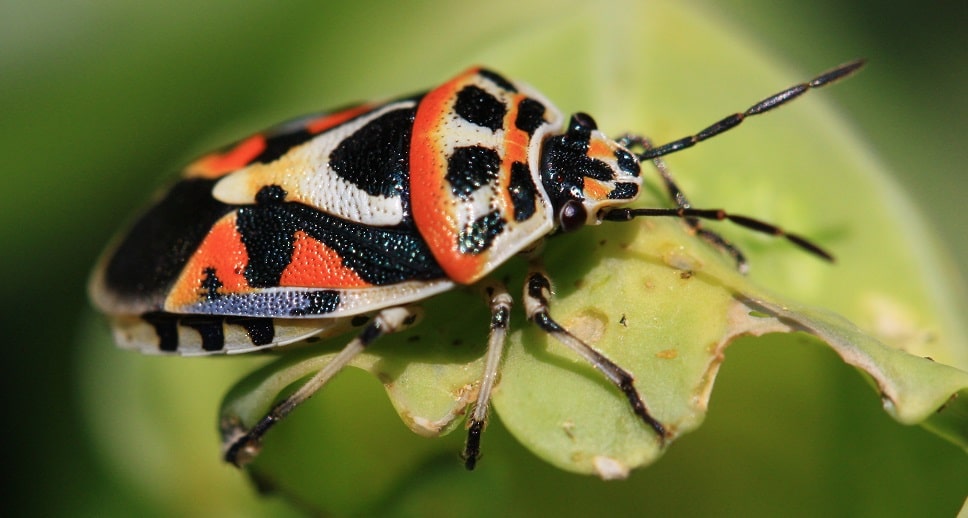 Eurydema ornata - Punaise ornée