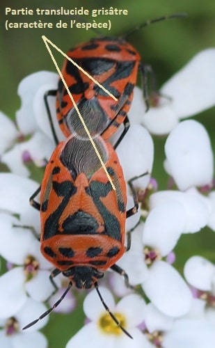 Eurydema ornata - Punaise ornée