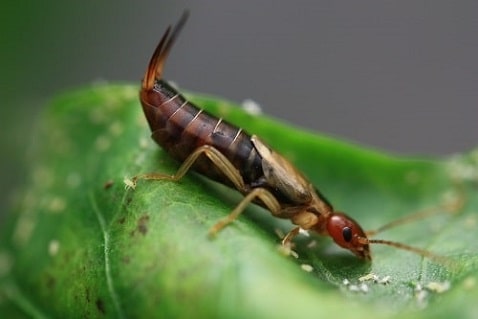 Forficula auricularia - Perce-oreilles commun