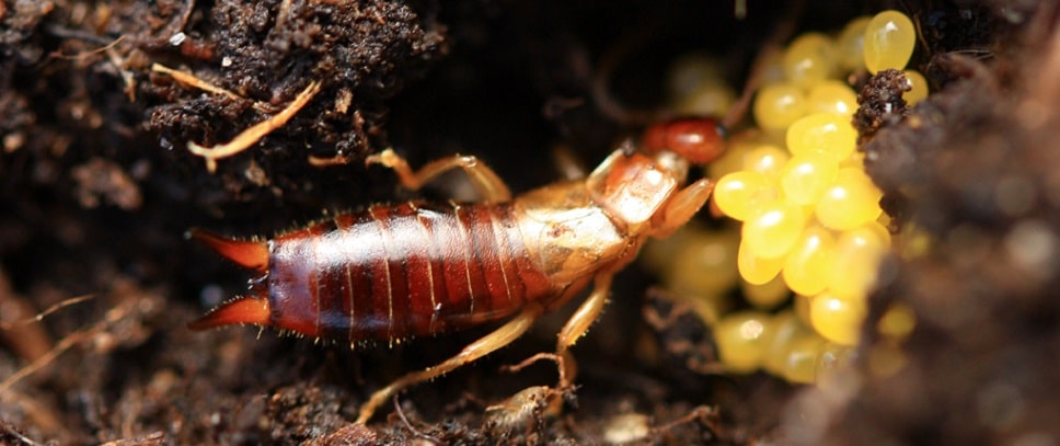 Forficula auricularia - Perce-oreilles commun