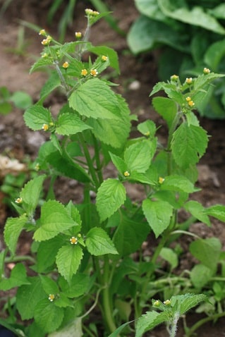 Galinsoga quadriradiata - Galinsoga velu